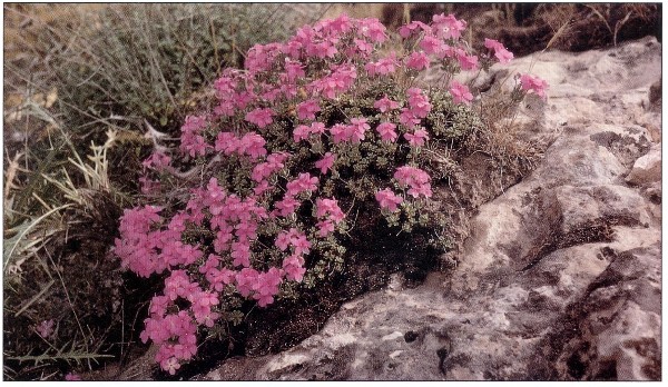 dionysia-hedgei-alpine-garden-society